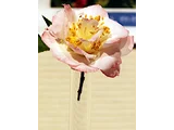 山茶花'欧米茄'