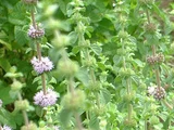 Pennyroyal