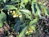 Ardisia crenata
