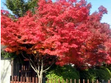 Palmate maple