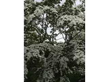 ヤマボウシ
