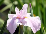 花菖蒲 '美吉野'
