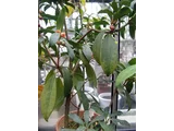 Ilicium lanceolatum