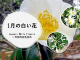 大島桜