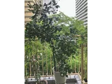 バラ 'ピエール・ドゥ・ロンサール'
