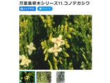 侧柏