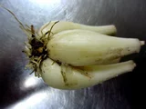 Allium chinense