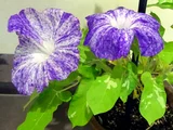 Henka asagao 'Kagayaki55’