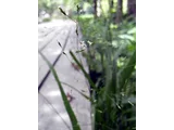 日本龙常草