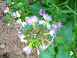 Japanese radish