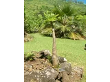 Brighamia insignis