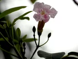Tabebuia rosea