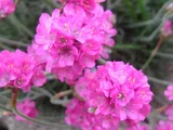 Armeria maritima