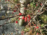 Euonymus hamiltonianus