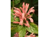 Justicia carnea