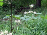 ウド
