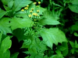羽叶菊