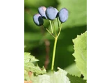 Diphylleia grayi