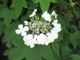 Viburnum sargentii