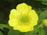 Ranunculus acris