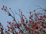 梅花 ’鹿岛红’