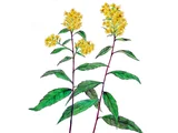 一枝黄花