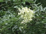 Japanese Pagoda Tree