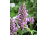 Betonica officinalis