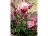 月季