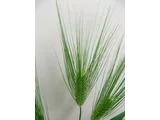 大麦
