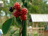 黑莓