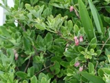 Menziesia multiflora
