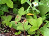 日本草莓
