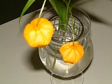 宮燈百合