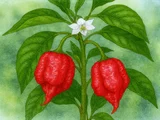Carolina Reaper