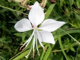 山桃草