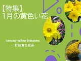 Narcissus