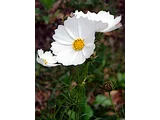 Cosmos