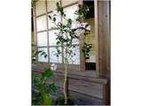 山茶花 "リトルパール"