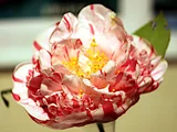 Camellia japonica 'Extravaganza'