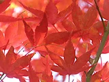 Palmate maple