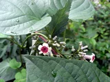 Paederia foetida