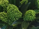 茵芋'白手套'