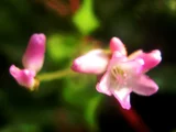 イヌタデ