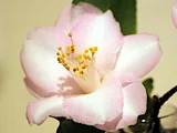 椿 Pink Popcorn
