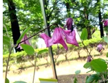 クレマチス ‘コンフェッティ’
