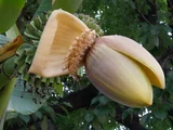 芭蕉