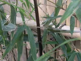 Black bamboo