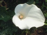 Calla