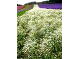 Gypsophila